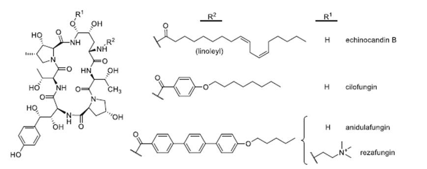 Figure 4: Some antifungal drugs that inhibit the synthesis of β- (1, 3) - D-glucan