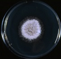 Figure 18: Colony of Some pathogenic fungi and Antifungal spectrum of some drugs