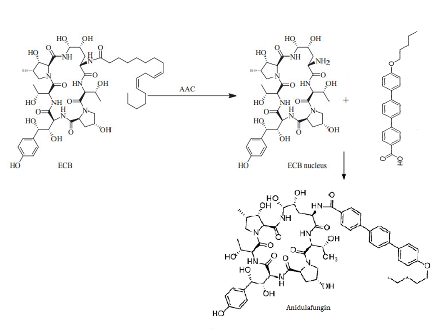 Figure 3: Some antifungal drugs that inhibit the synthesis of β- (1, 3) - D-glucan