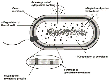 Figure 4: Mechanism of antimicrobials